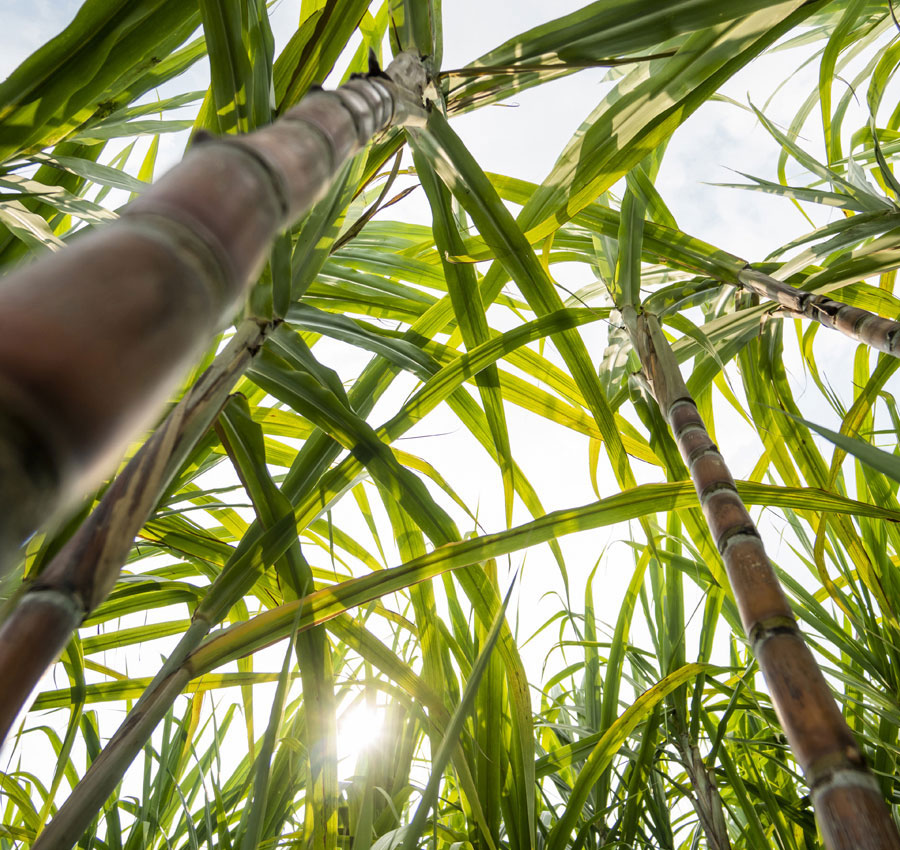 Sugarcane-Product-context